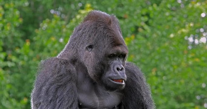 Eastern Lowland Gorilla, gorilla gorilla graueri, Male and Female, real Time 4K