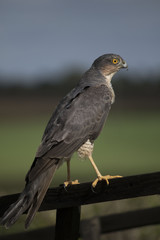 Female Sparrowhawk