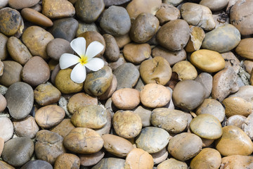 Fototapeta na wymiar Stone texture and one plumeria flower