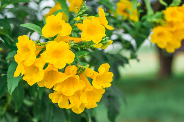 Close-up Yellow flower