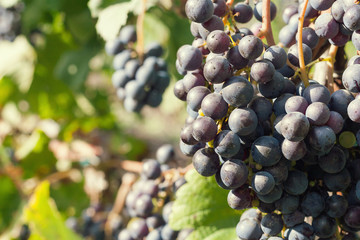 Vineyard harvest. Ripe grapes in fall