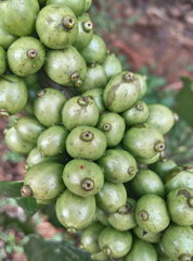 Coffe beans