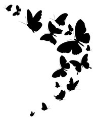 Obraz na płótnie Canvas color butterflies,isolated on a white