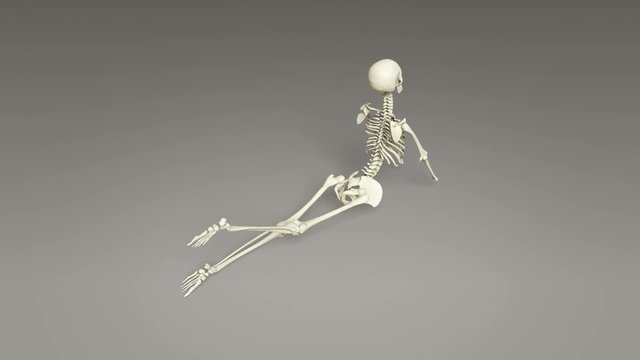 Yoga Cobra Pose Of Human Skeletal