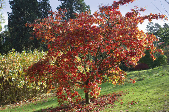 รูปภาพArboretum – เลือกดูภาพถ่ายสต็อก เวกเตอร์ และวิดีโอ227,159 | Adobe ...