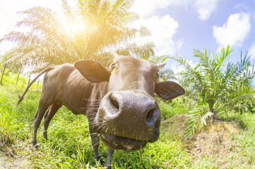 Close up of a local cow's at Pahang, Malaysia - Photographed by fisheye lens and shallow DOF with focus on the eyes.
