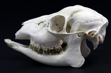 Naklejka premium Photo of roe deer skull on white background