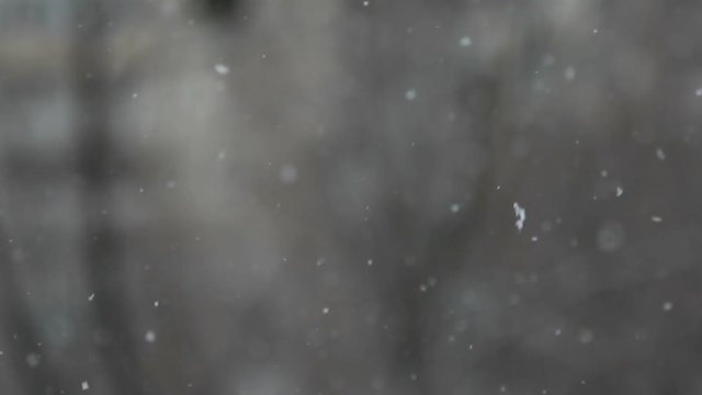 Huge snowflakes falls down on a dark blurred park background (1080p; 1/2 real speed, 25 fsp)