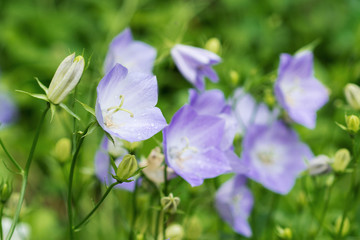 Flowers blue bells