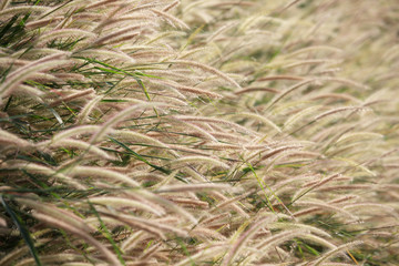 reeds grass background.