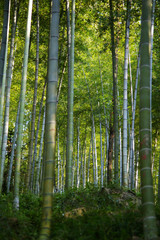 Fototapeta na wymiar A big piece of bamboo forest