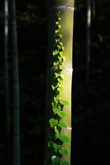Ivy leaf