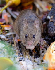 House mouse feeding at the rubbish