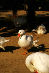 white goose