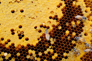 honey bees on white background