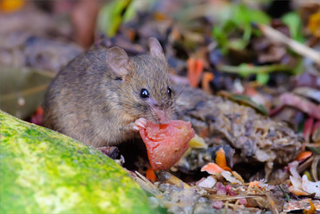 House mouse feeding at the rubbish