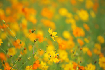 yellow cosmos flower