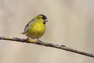 Eurasian siskin perched on a thin branch