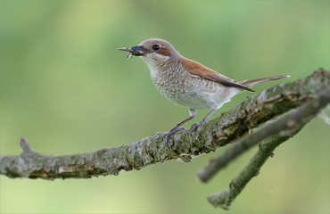 Red-backed shrike with asilidae fly