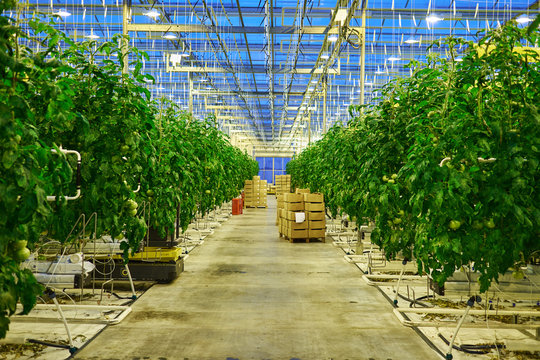 Tomato Plantation In Greenhouse