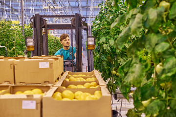 Young attractive man working on electric forklift in greenhouse © Nejron Photo