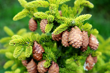 young spruce