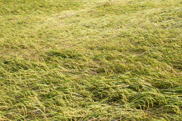 Rice field