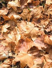 Autumn leaves/Autumn leaves