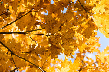 Autumn leaves/Autumn leaves