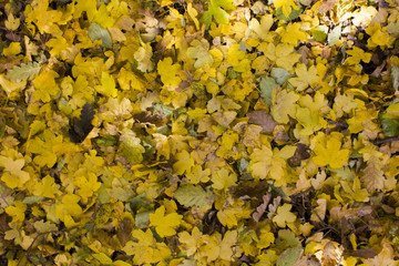 autumn yellow leafs background