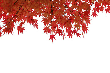 Autumn maple leaves isolate on white background