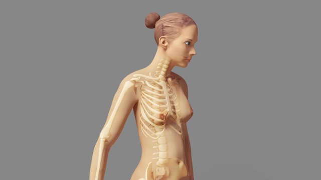 Anatomy Of A Young Female Body With Visible Skeleton + Alpha