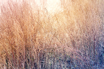 Dry grass field. Autumn background with a dry grass