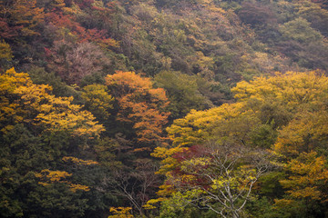 Obraz premium 長門峡の紅葉 