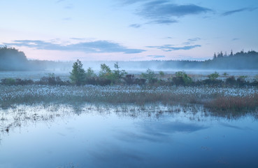 Obraz na płótnie Canvas misty morning on swamp at dusk