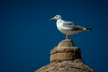 Seagull against a blue sky