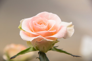 beautiful pink rose