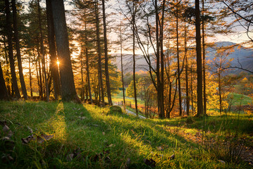 Larch Trees Backlit by Setting Sun in a Forest at Tarn Hows in the Lake District, England.