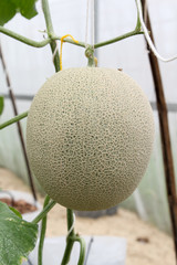 Fresh Melon or Cantaloupe fruit on tree in farm.
