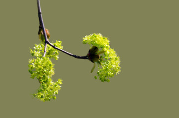 spring branch with young leaves
