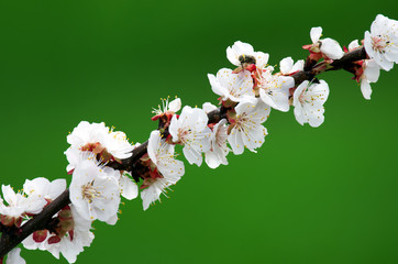 spring sakura branch