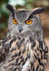 Eurasian Eagle owl closeup in spring