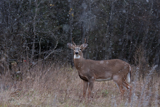 White-tailed deer buck in the falling snow in Ottawa, Canada