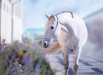 White horse stay on the walkway with lavender