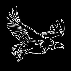 Hand-drawn pencil graphics, african vulture, hawk. Engraving, stencil style.