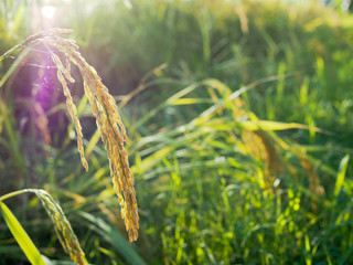 gold paddy rice in the field rice background on sunset