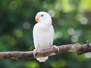 Obraz premium White lovebird standing on the perch on blurred garden background