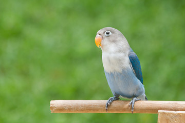 Naklejka premium Blue lovebird standing on the perch on blurred garden background