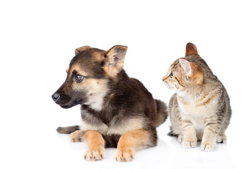 Cat and dog looking away. isolated on white background
