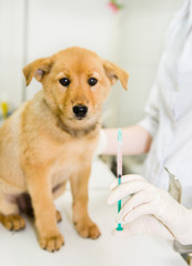 vet with syringe doing vaccination dog. focused on the syringe